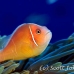 anemonefish_pink_bs_h_0705_png484.jpg